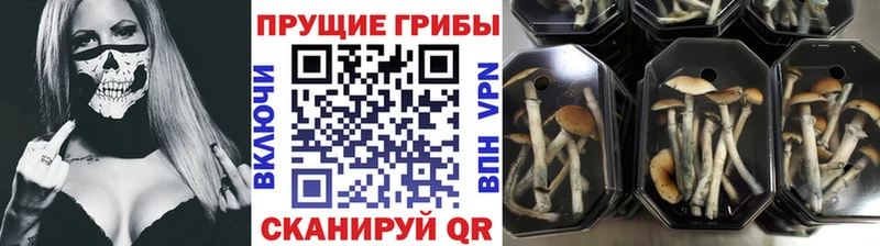 Галлюциногенные грибы GOLDEN TEACHER  Кондрово 